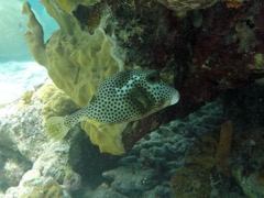 Spotted Trunkfish (12